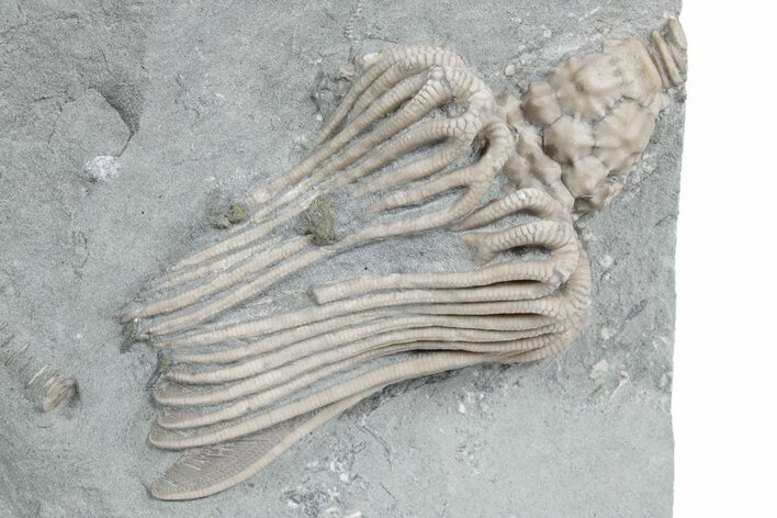 Fossil Crinoid (Actinocrinites) - Crawfordsville, Indiana #358054